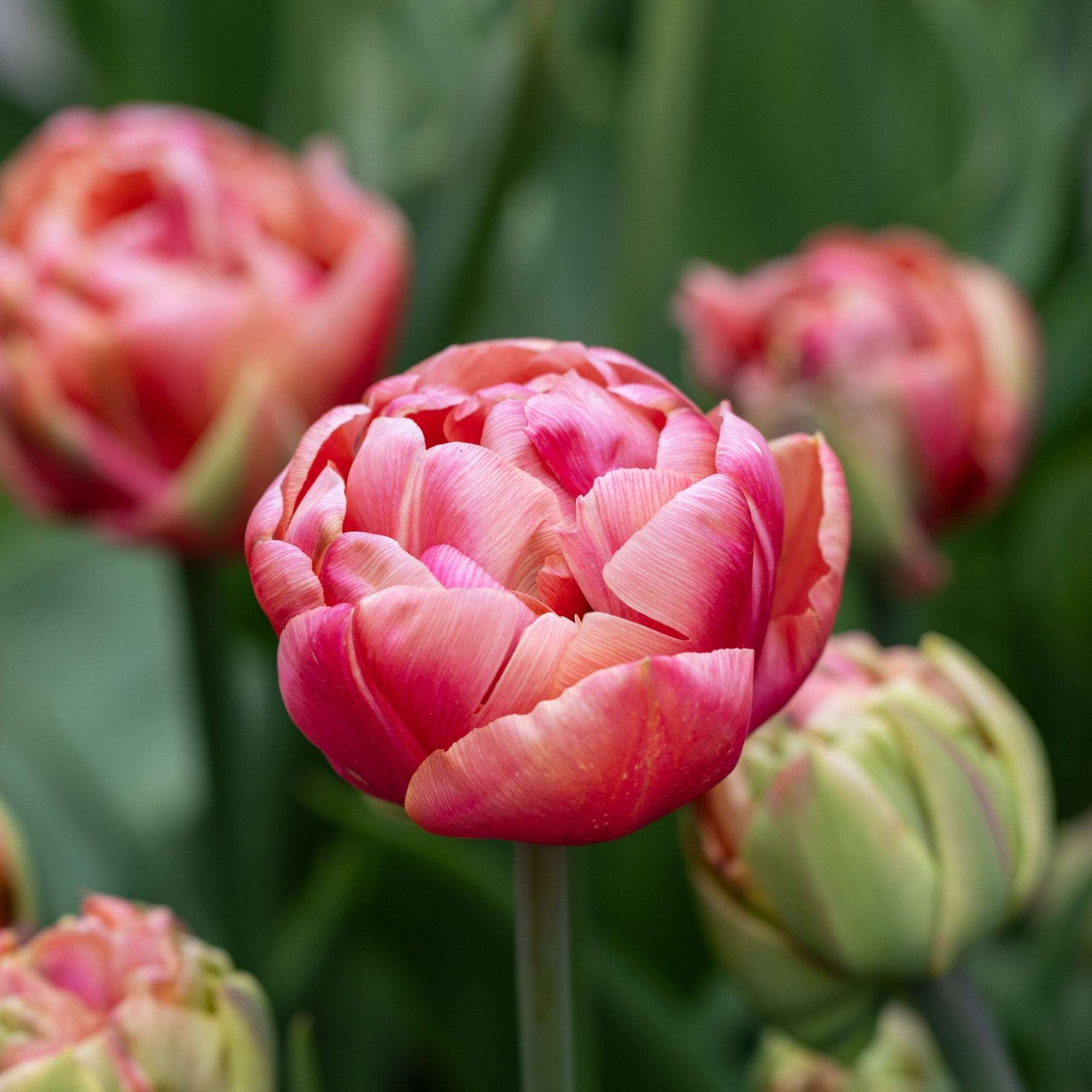 Tulpe 'Copper Image'